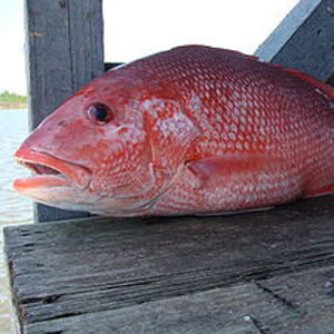 Red Snapper